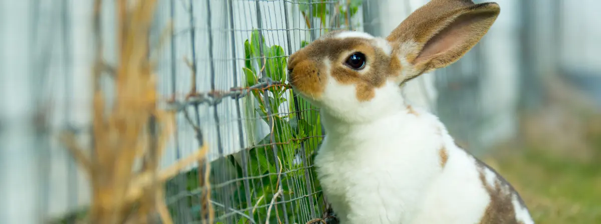Tündéri füles vagy tízéves teher? – Az élő nyúl nem ajándéktárgy