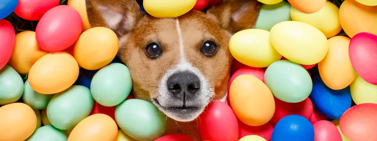 Húsvéti túlélőkalauz gazdiknak: így kerüld el az ünnepi állatorvosi ügyeletet