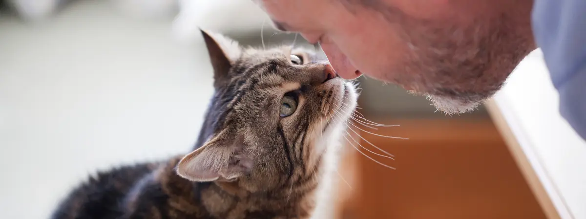 Hogyan tegyük szebbé idősödő macskánk életét? Útmutató senior cicák gondozásához 