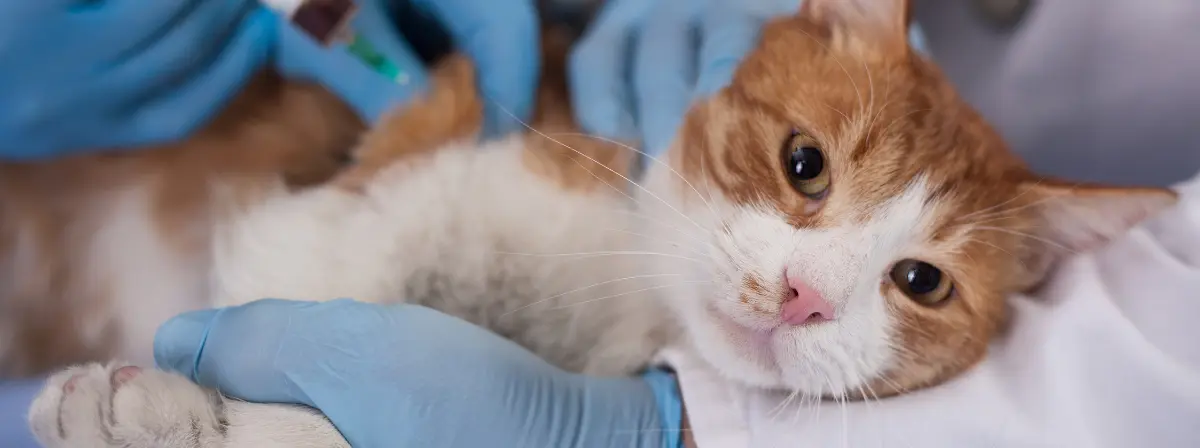 Mi az a macska AIDS, vagyis a cicák fertőző immunhiányos betegsége?