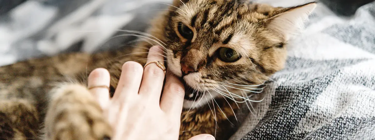 A macskaharapás okai és veszélyei. Mit tegyél, ha megharap a macskád? 