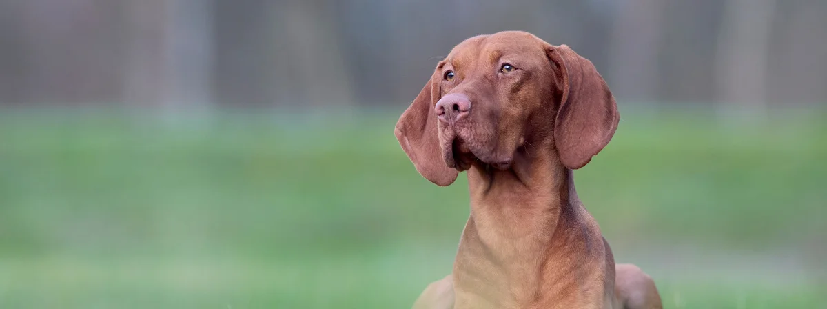 Nemzeti kincs, vadász és kanapékutya – a magyar vizsla fajtaleírása 