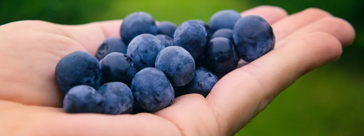 Miért értékes az áfonya a kiskutyád fejlődéséhez?