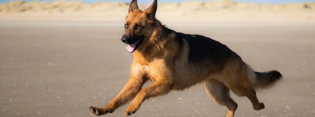 Miért nem csak a mennyiség számít? Így támogasd tudatosan nagytestű kutyád egészségét 