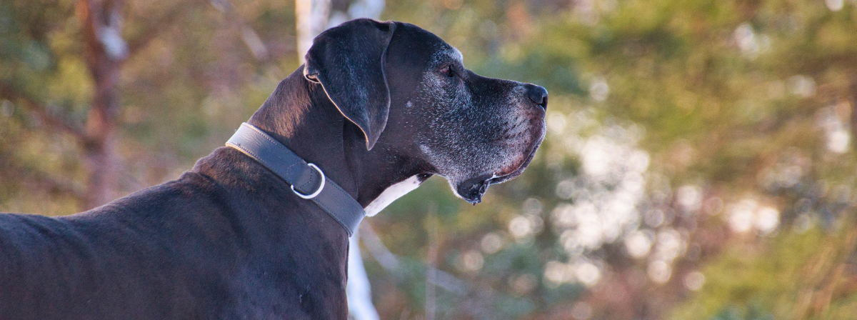 Német dog, a csodálatos szelíd óriás – fajtaleírás