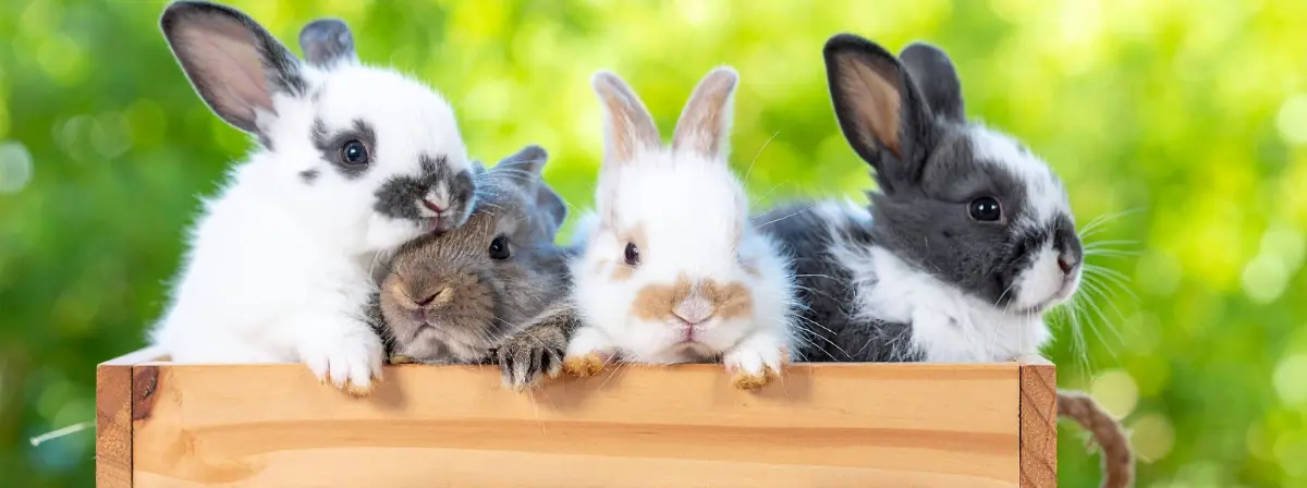 Üres alomtálca és gubbasztás – Ismerd fel a nyulak és tengerimalacok segélykiáltásait!