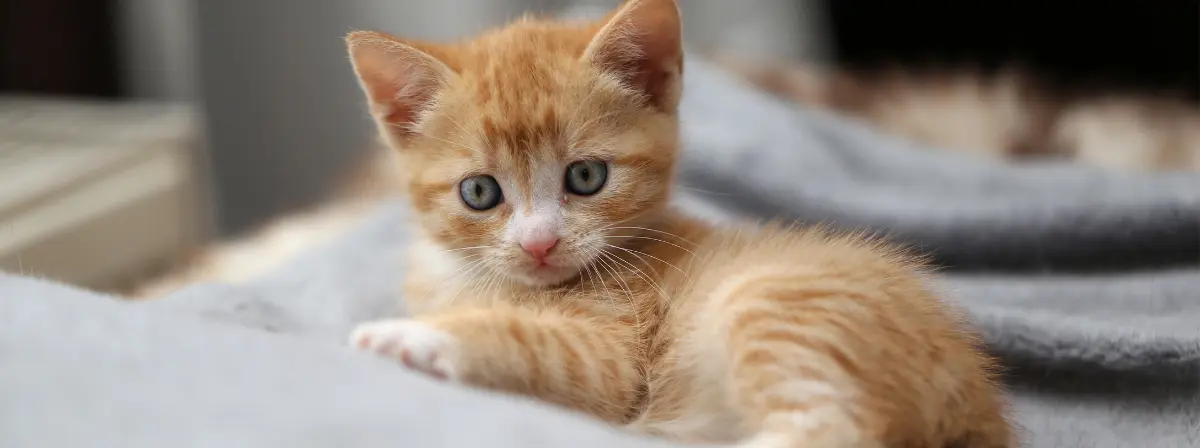 Túlélőkészlet friss gazdiknak: minden, amit a kölyökmacskák neveléséről tudnod kell