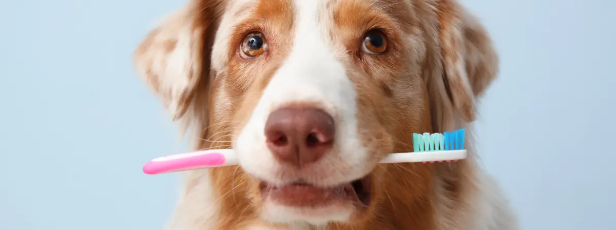 Fogkő ellen okosan – 5 gyakori hiba és a helyes rutin