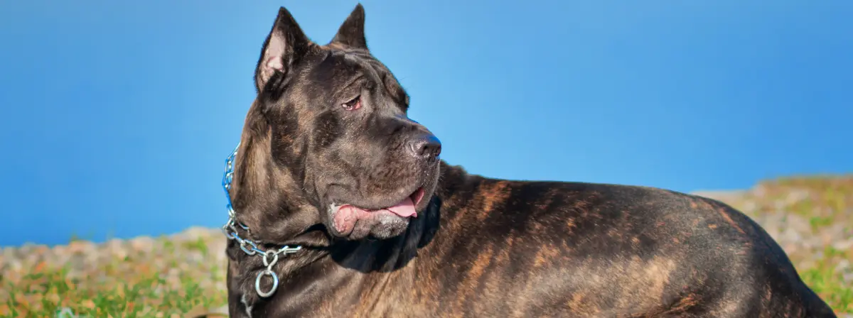 Az őrző-védő családi kedvenc – cane corso fajtaleírás