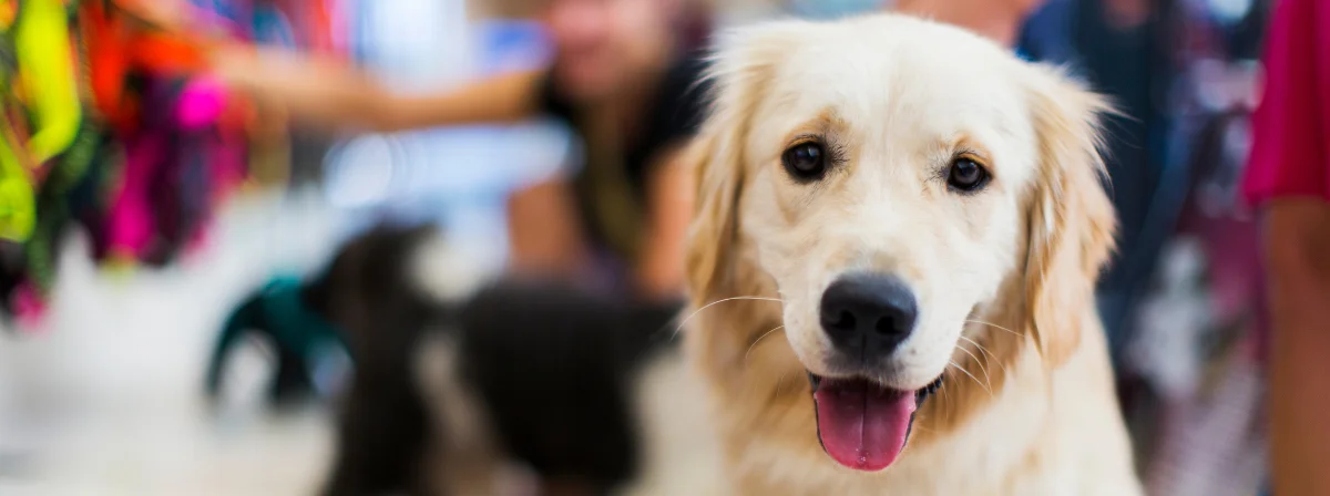 Golden retriever, a barátságos szeretetgombóc. Fajtaleírás