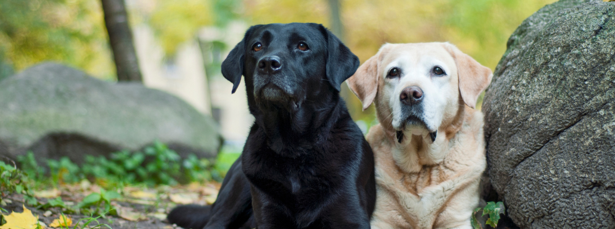 Vadász, családtag, segítőkutya. A labrador retriever fajtaleírása