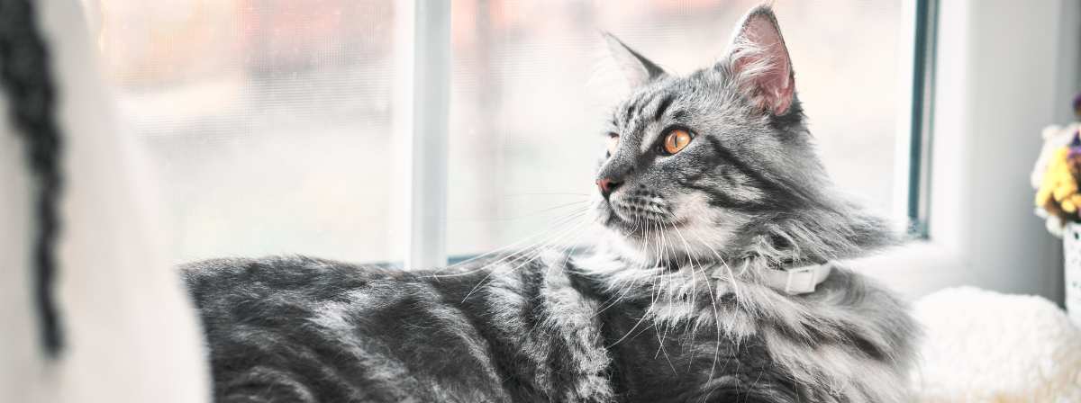 Maine coon, a kedves és gyönyörű óriás – fajtaleírás